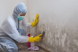 Professional Mold Inspection in Kansas City, KS